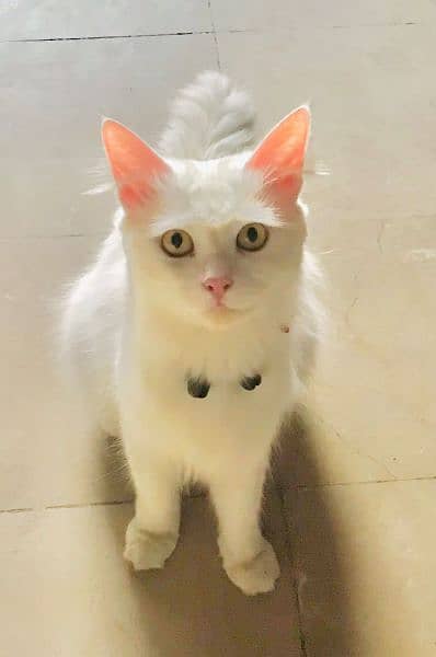 Beautiful Persian Cat 1