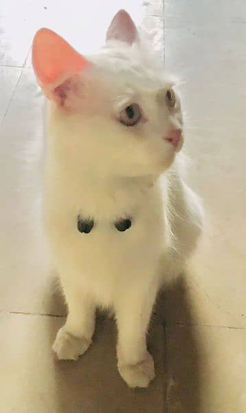 Beautiful Persian Cat 2