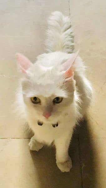 Beautiful Persian Cat 3