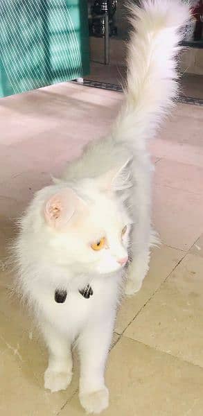 Beautiful Persian Cat 4