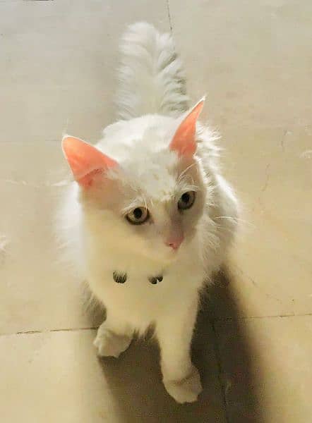 Beautiful Persian Cat 5
