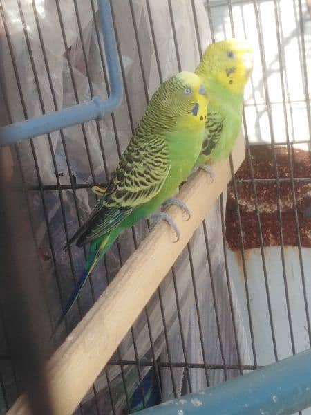 Australian Parrots Home Breed 1
