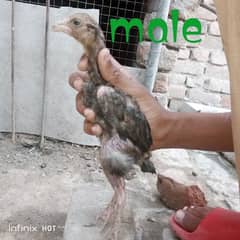 aseel beghum chicks