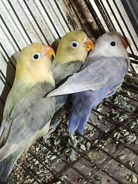 love birds total 11 mix pieces albino parbule non DNA healthy & active 0