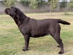 Pedigreed Chocolate Breeder Female for Show Homes contact ⁨03014615555