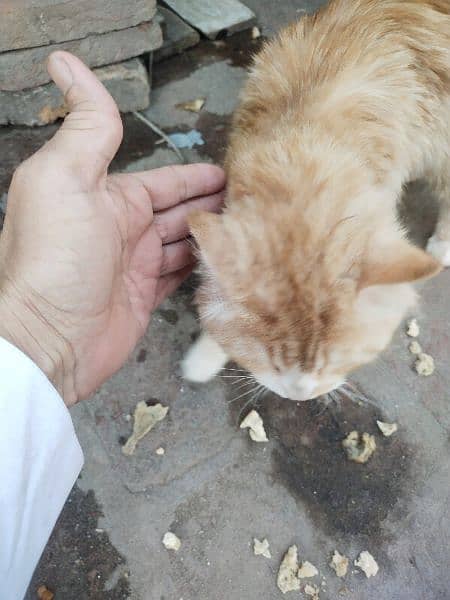 golden colour long hair Persian cat 4