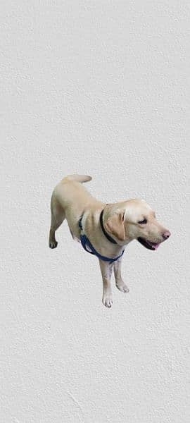 Labrador dog breed pure price 75000 thousand age 8 months 1