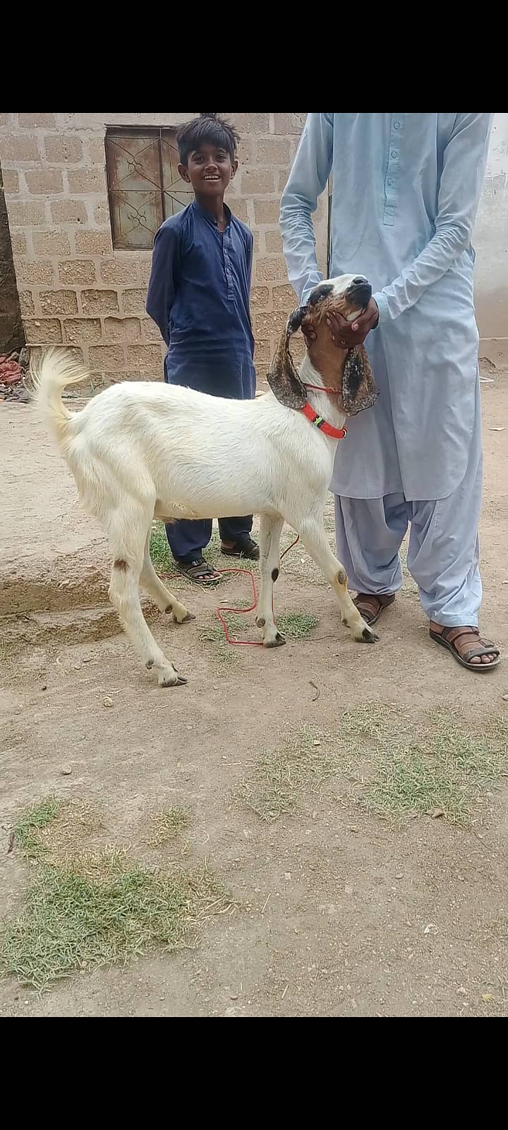 Goats Available for Qurbani 0