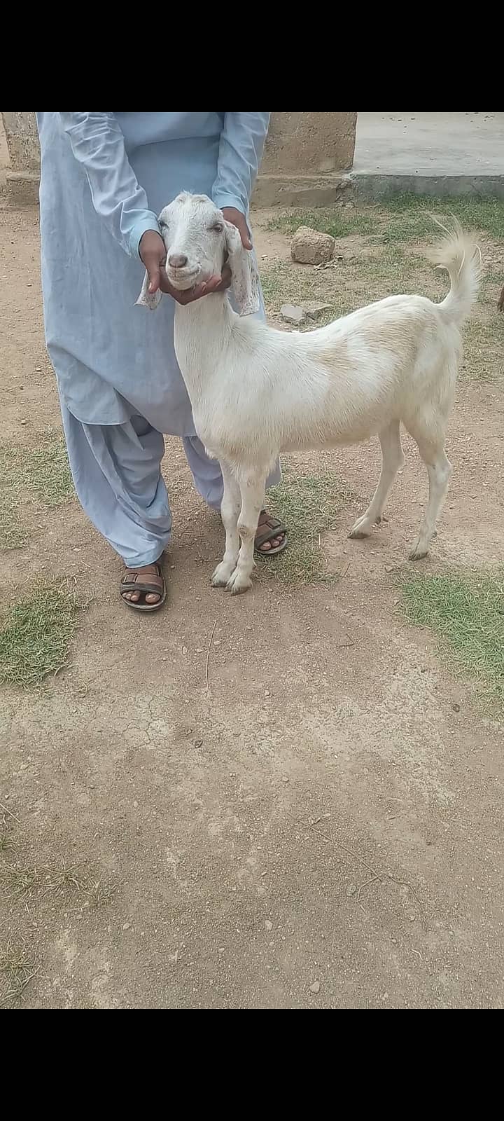 Goats Available for Qurbani 1
