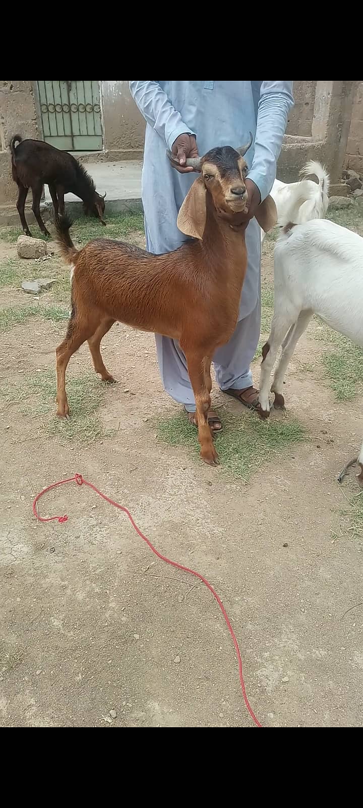 Goats Available for Qurbani 2