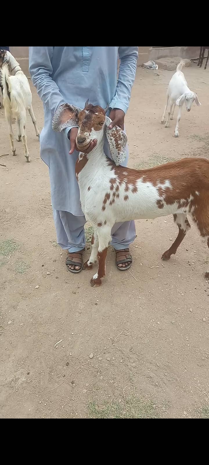 Goats Available for Qurbani 3