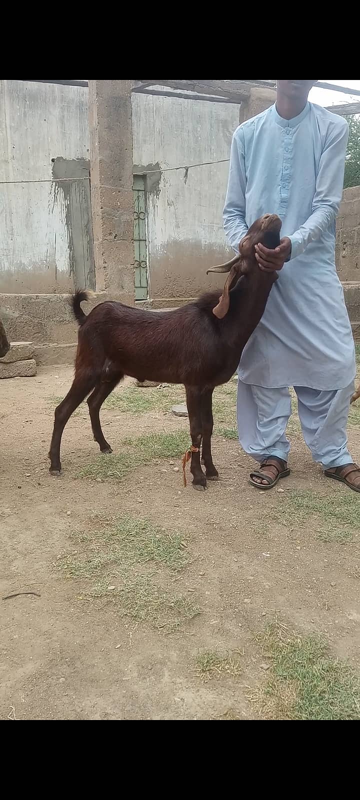 Goats Available for Qurbani 4