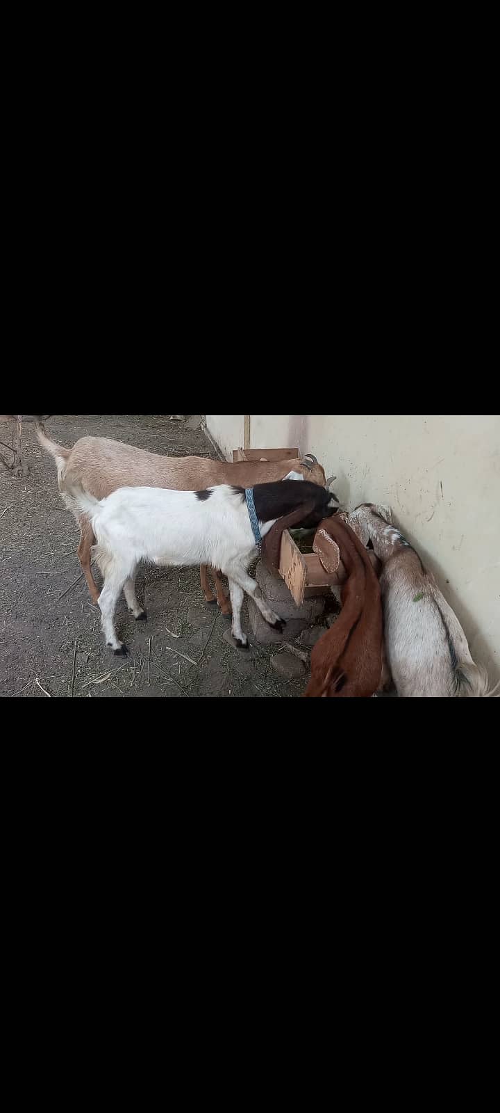Goats Available for Qurbani 5