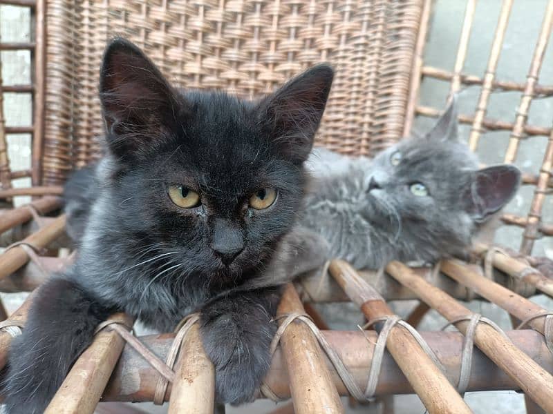 Persian kittens 6