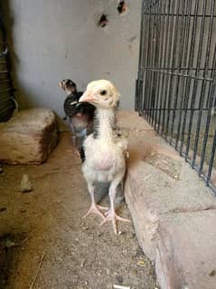 pure Mianwali Aseel chicks