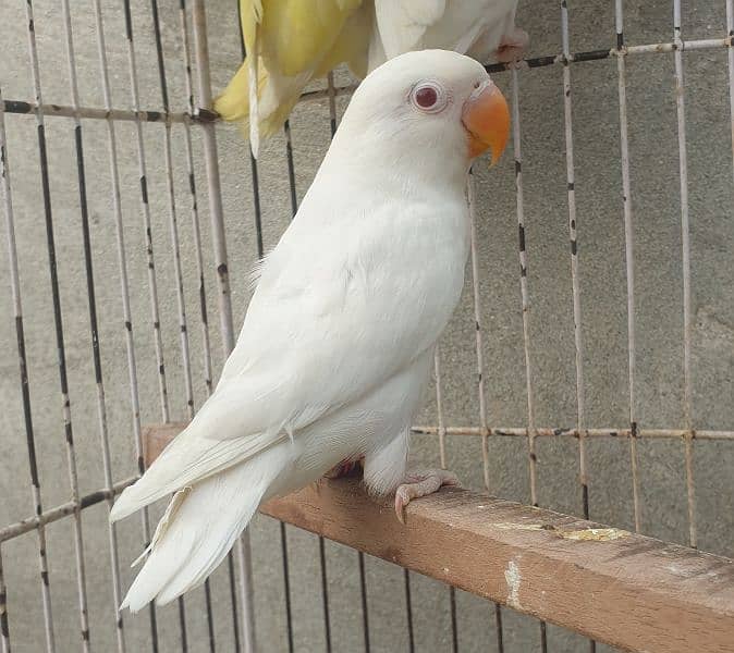 Albino / Decino / Creamino / Common lutino Love Bird for sale 1