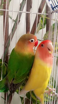 cute Love Birds