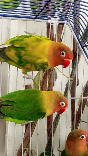 LoveBirds 2pairs in 12000"if you're interested to buythen dm me". 1