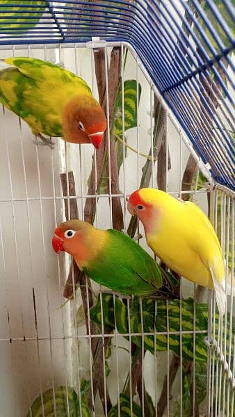 LoveBirds 2pairs in 12000"if you're interested to buythen dm me". 3