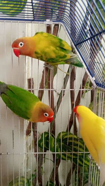 LoveBirds 2pairs in 12000"if you're interested to buythen dm me". 4