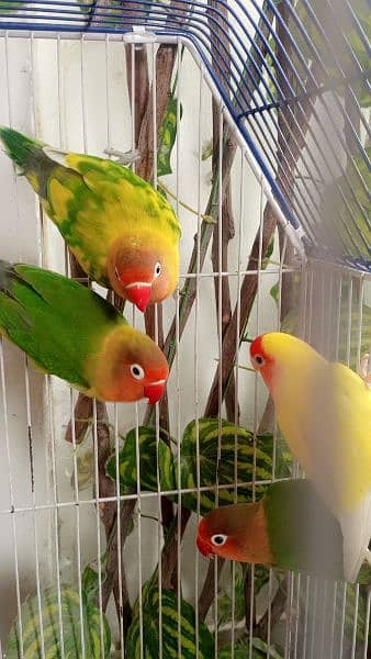 LoveBirds 2pairs in 12000"if you're interested to buythen dm me". 5