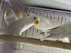 Creamino with albino Love Birds fot sale