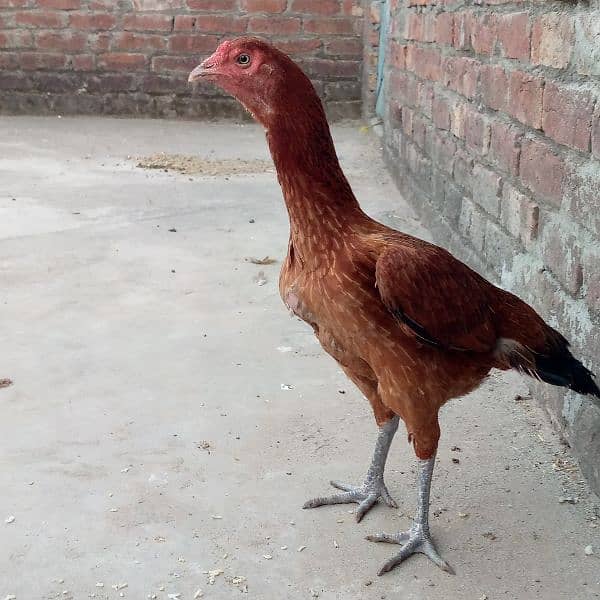 hen for sale murghi for sale  pur minwali barmi cross nangay chicks 2