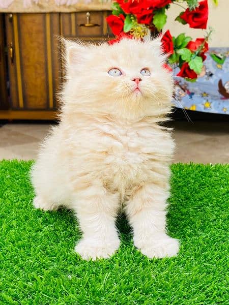 Persian kitten 11