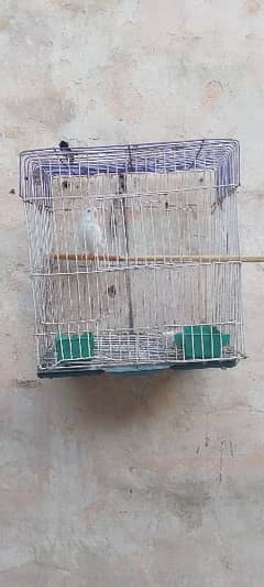 Female Parrot with red eyes for Sale