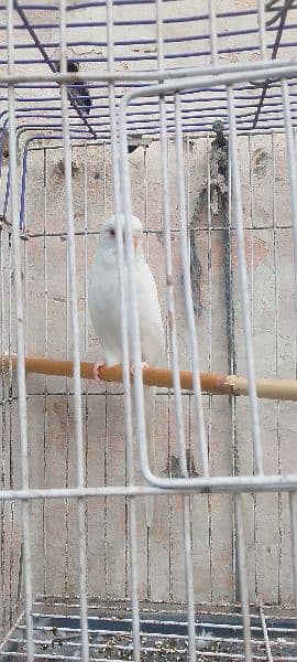 Female Parrot with red eyes for Sale with cage 1