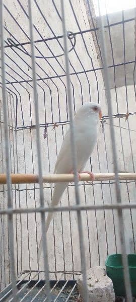 Female Parrot with red eyes for Sale with cage 2