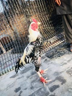 Aseel Sindhi Pair for sale healthy and active 0