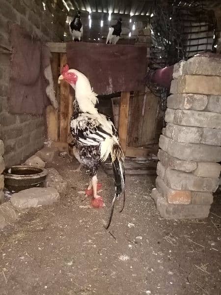Aseel Sindhi Pair for sale healthy and active 1
