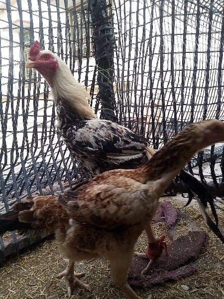 Aseel Sindhi Pair for sale healthy and active 2