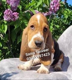 Basset Hound High Quality Pups for Import