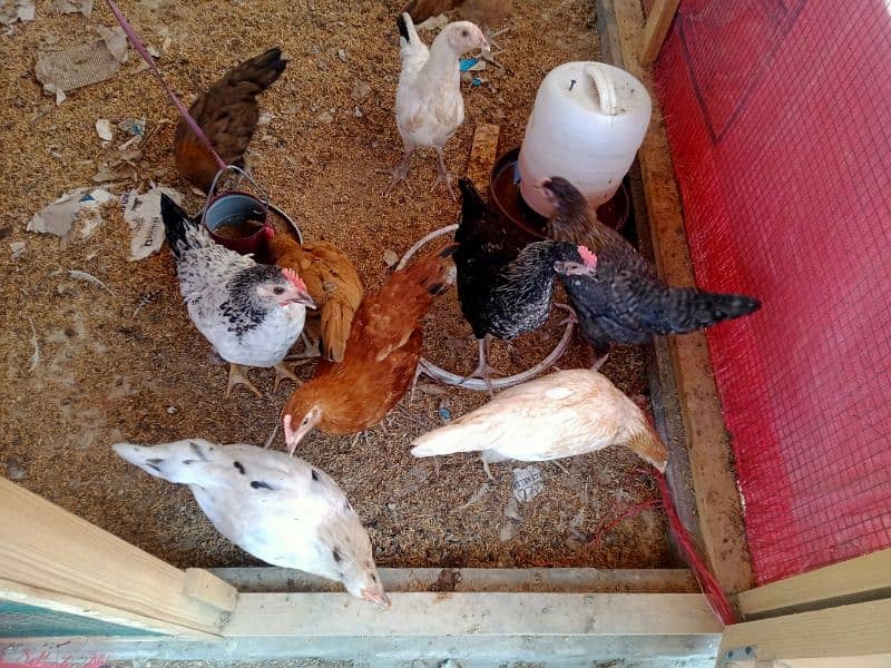 austrolop/Australorp/misri/lohman brown hens/rir /egg layinglohman hen 5