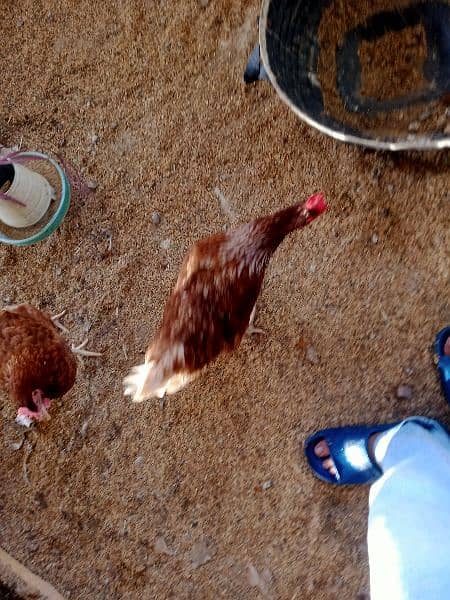 austrolop/Australorp/misri/lohman brown hens/rir /egg layinglohman hen 6