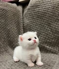 cute white kitten 4 weeks old