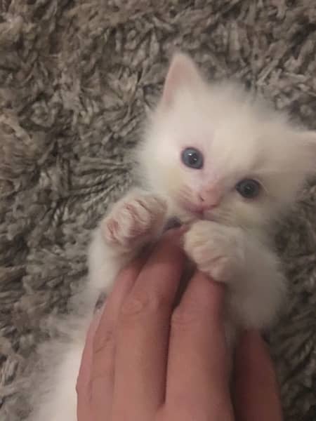 cute white kitten 4 weeks old 1