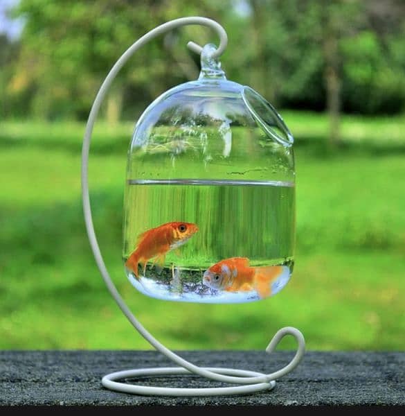IMPORTED FISH BOWLS WITH FISHES IN STOCK NOW 2