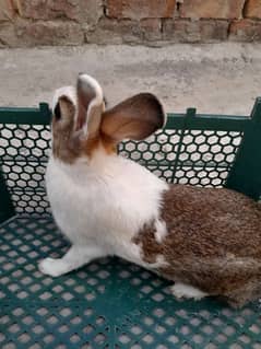 Breeder Rabbit pair