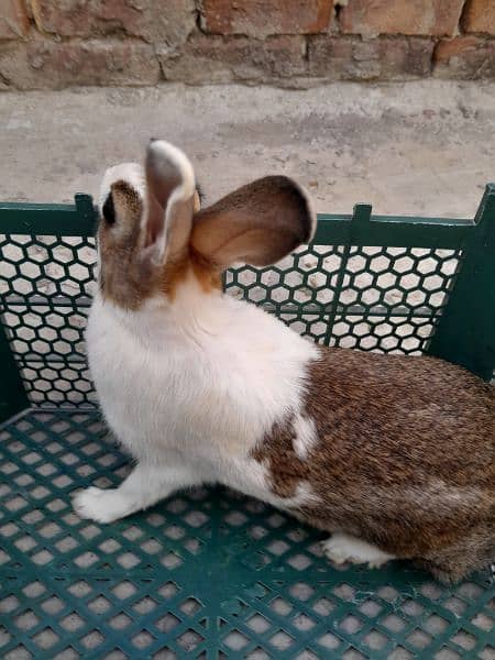 Breeder Rabbit 1.75 kg Wieght 1