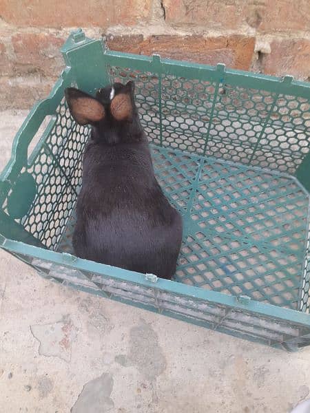 Breeder Rabbit 1.75 kg Wieght 2