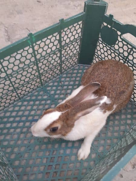 Breeder Rabbit 1.75 kg Wieght 4