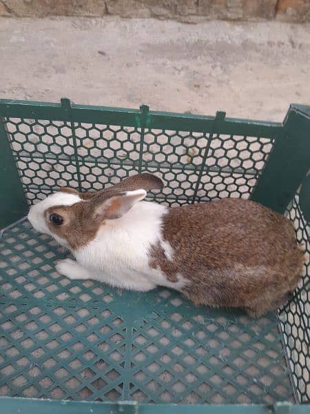 Breeder Rabbit 1.75 kg Wieght 5