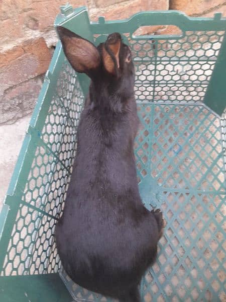Breeder Rabbit 1.75 kg Wieght 6