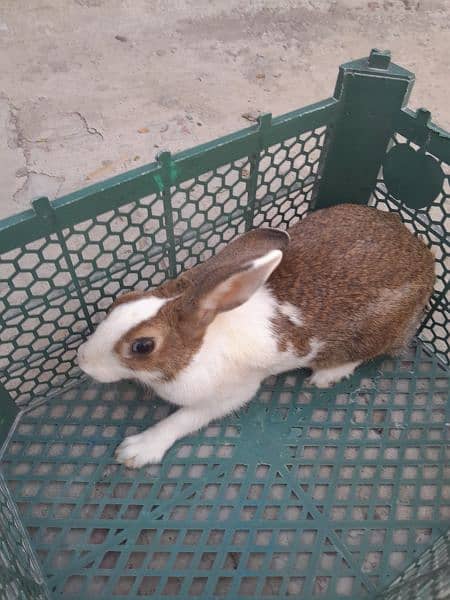 Breeder Rabbit 1.75 kg Wieght 7
