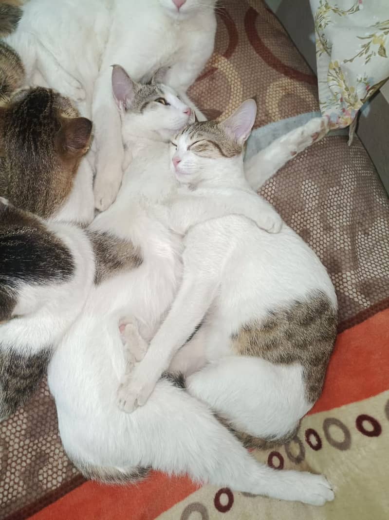cats and kitten for free 2