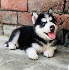 wooly Coated Siberian Husky Puppies /Male/female /dogs/Black and white