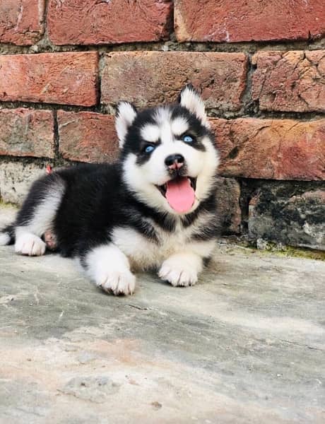 wooly Coated Siberian Husky Puppies /Male/female /dogs/Black and white 1